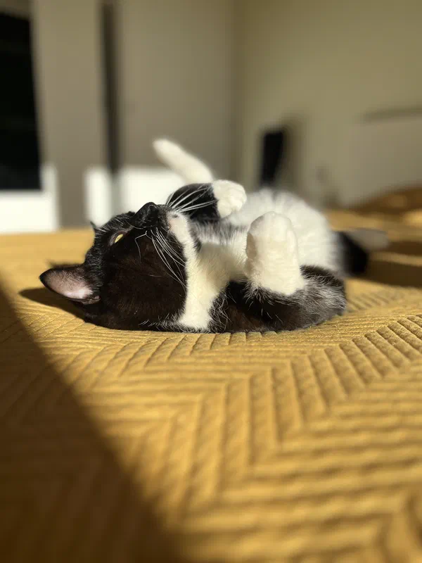 Cat picture of the day