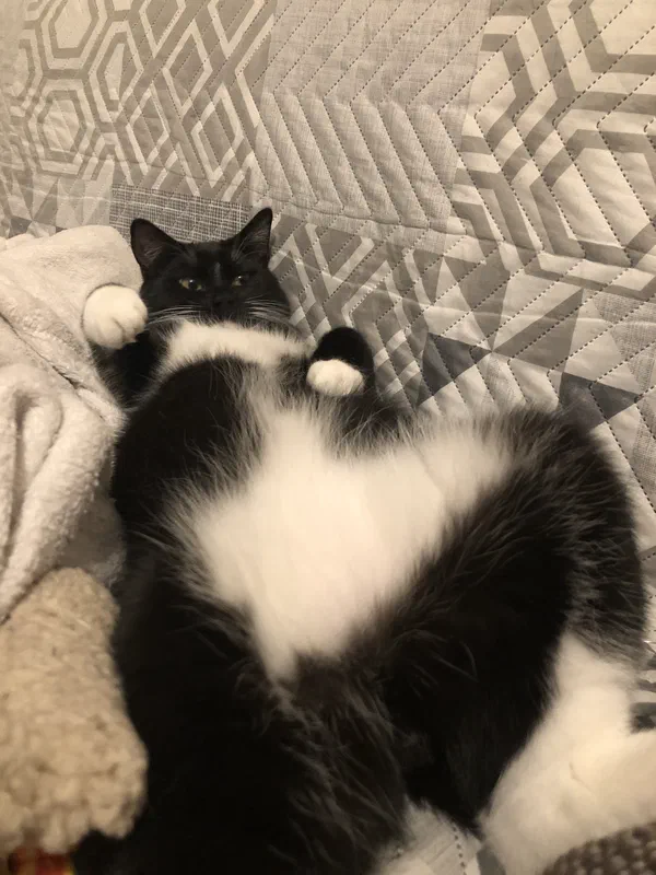 Cat picture of the day