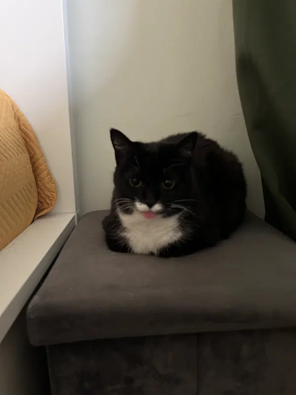 Cat picture of the day