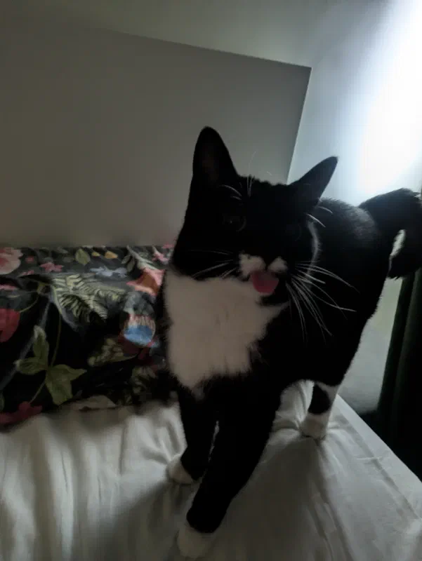 Cat picture of the day