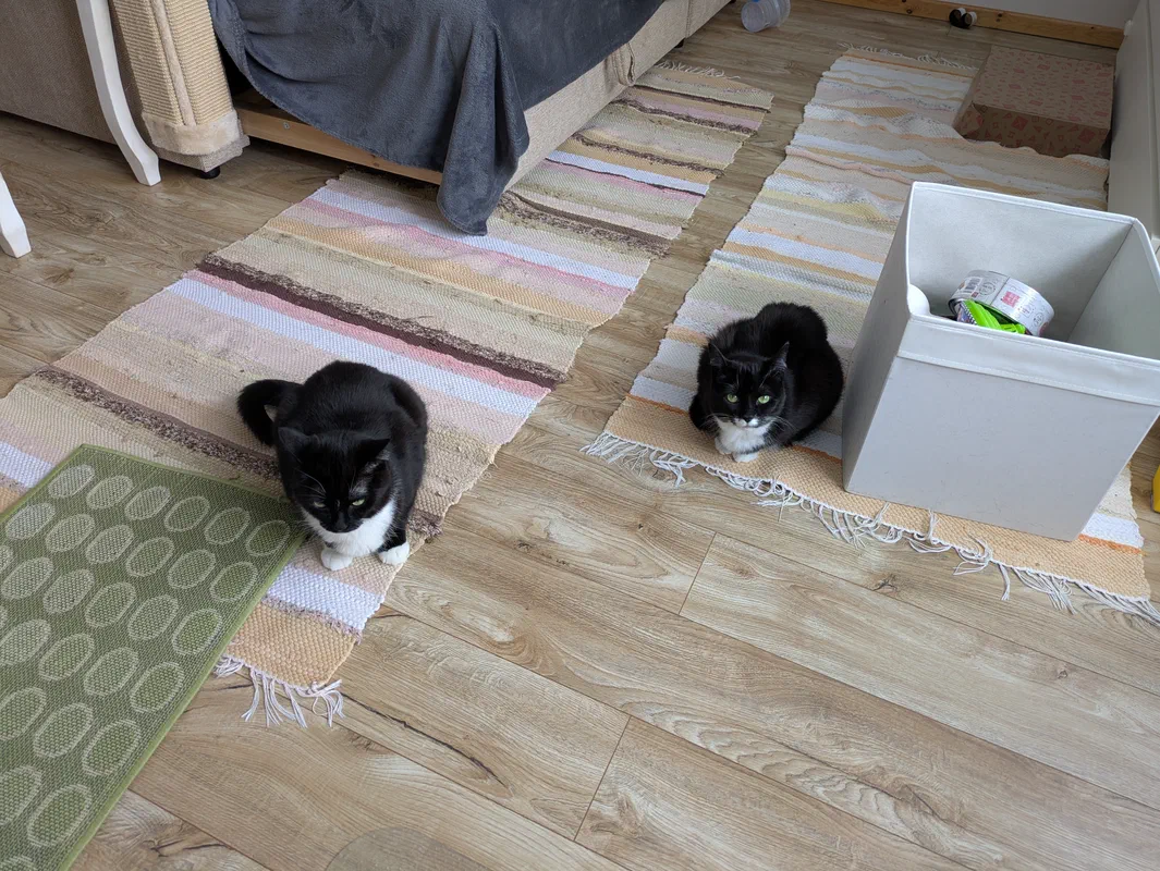 Cat picture of the day