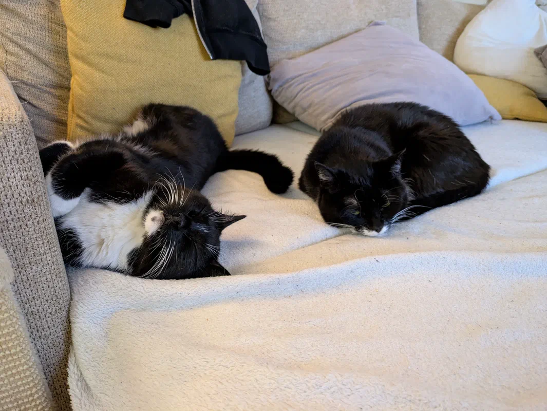 Cat picture of the day