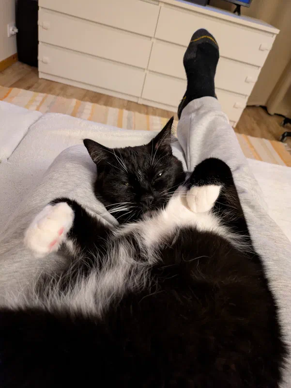 Cat picture of the day