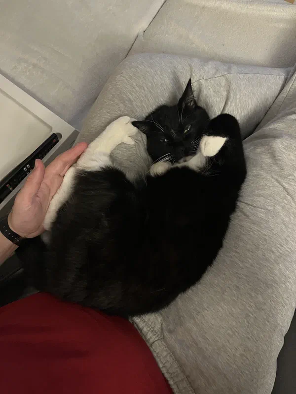 Cat picture of the day