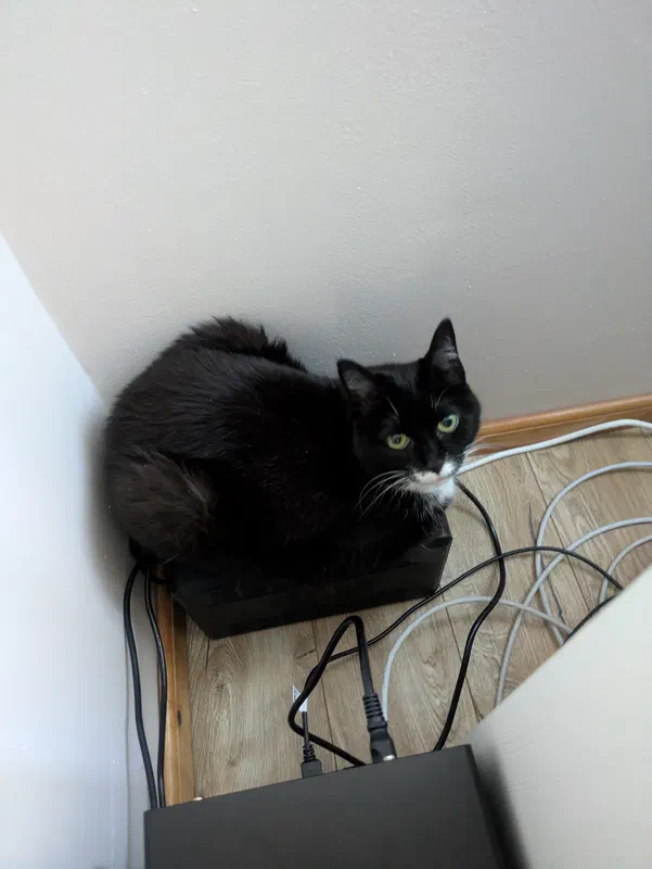 Cat picture of the day