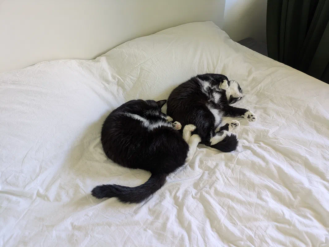 Cat picture of the day