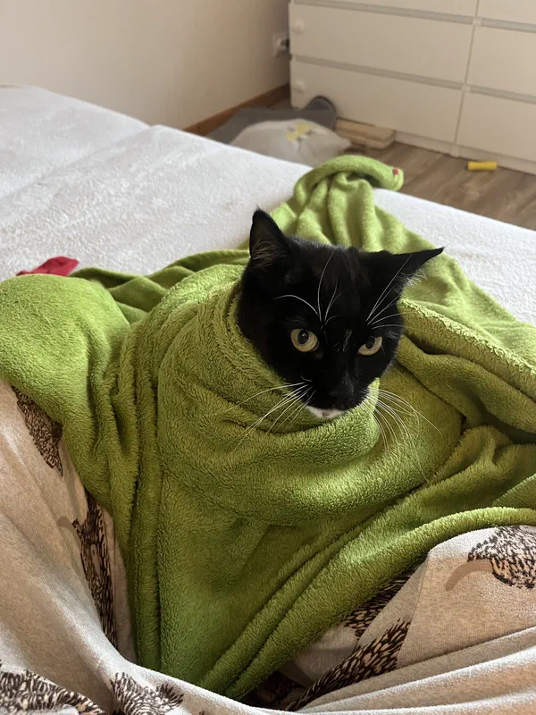 Cat picture of the day