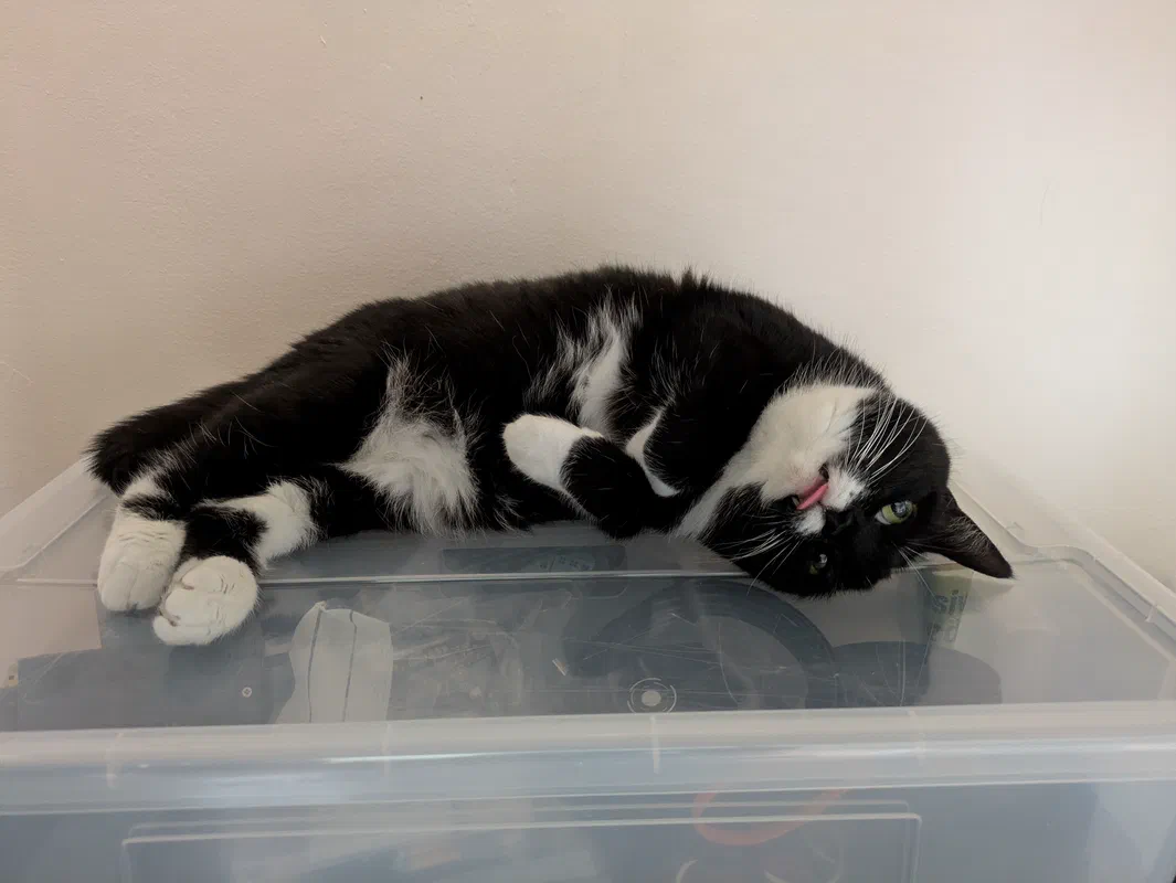 Cat picture of the day