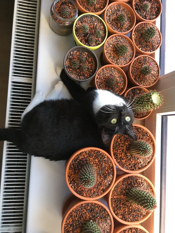 Cat picture of the day