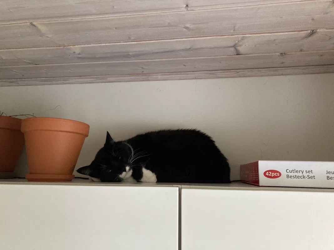 Cat picture of the day