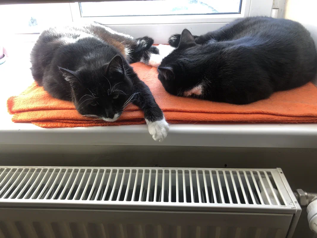 Cat picture of the day