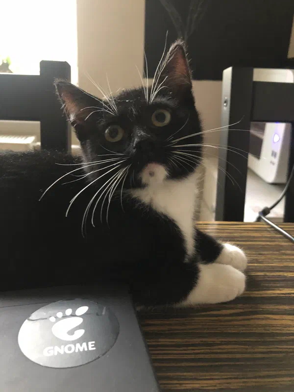 Cat picture of the day