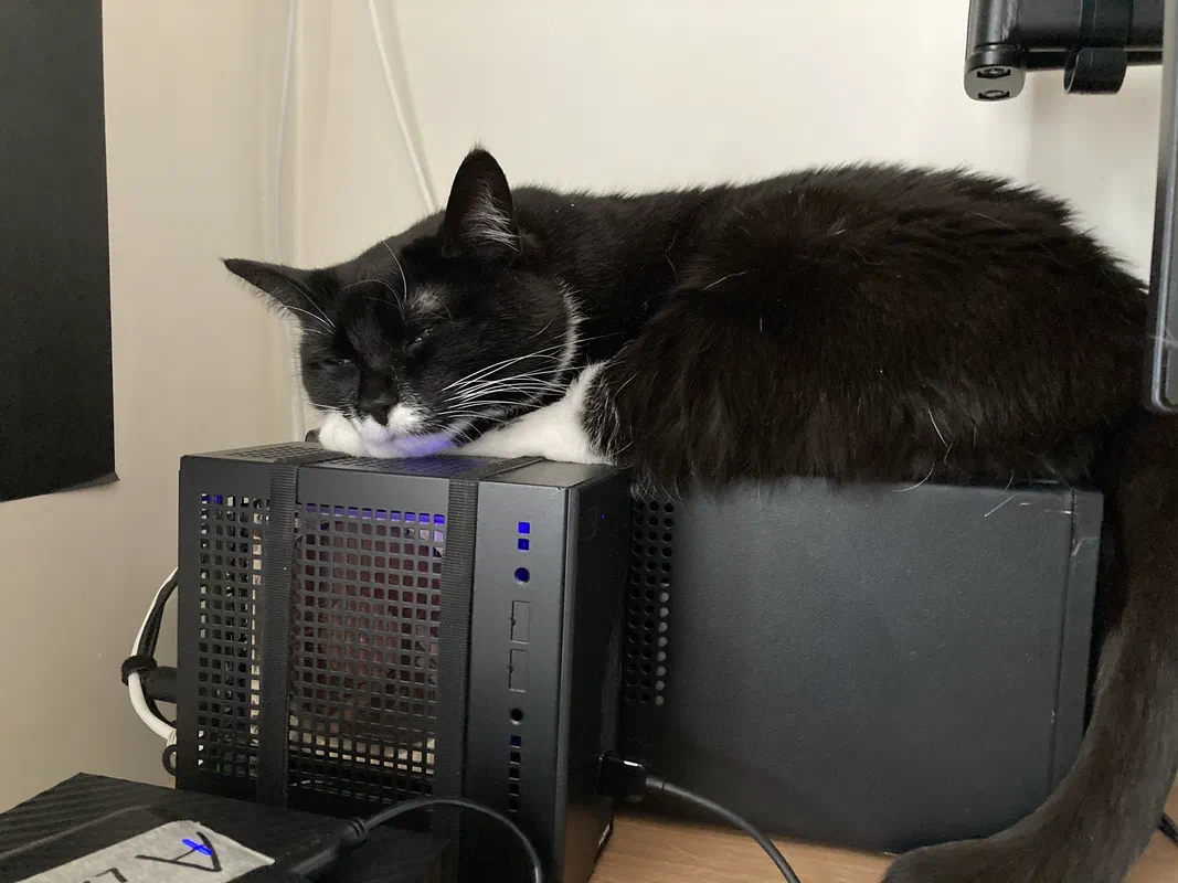 Cat picture of the day