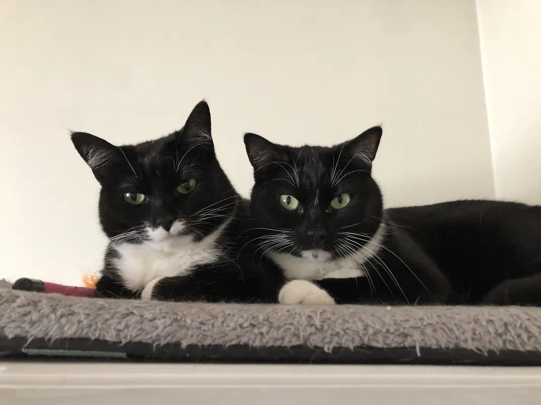 Cat picture of the day