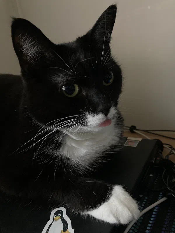 Cat picture of the day
