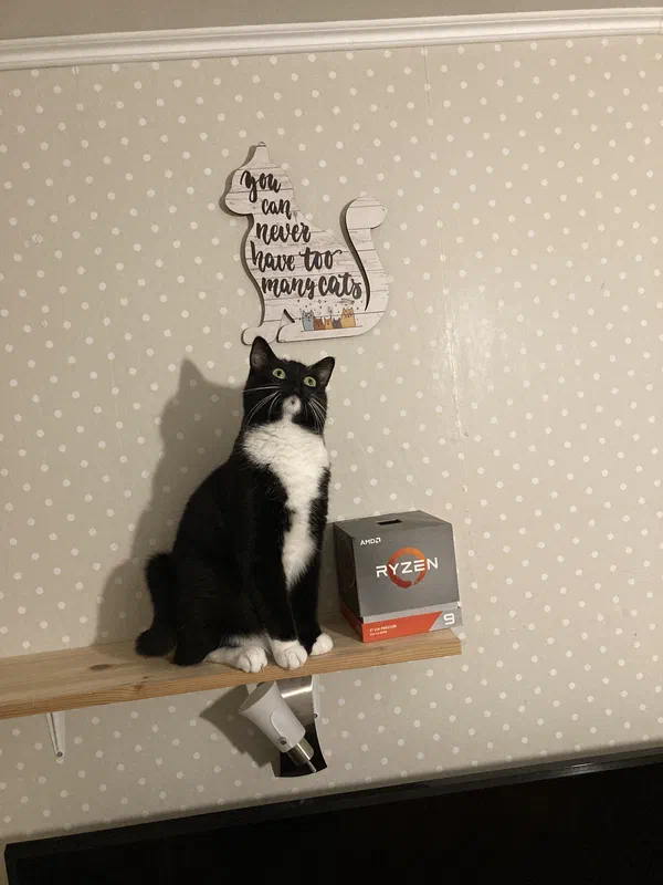 Cat picture of the day