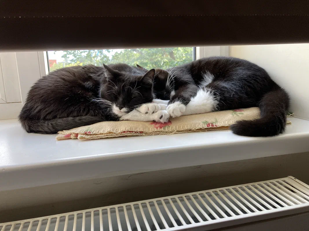 Cat picture of the day
