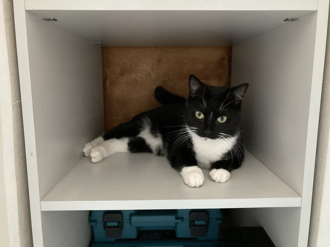 Cat picture of the day