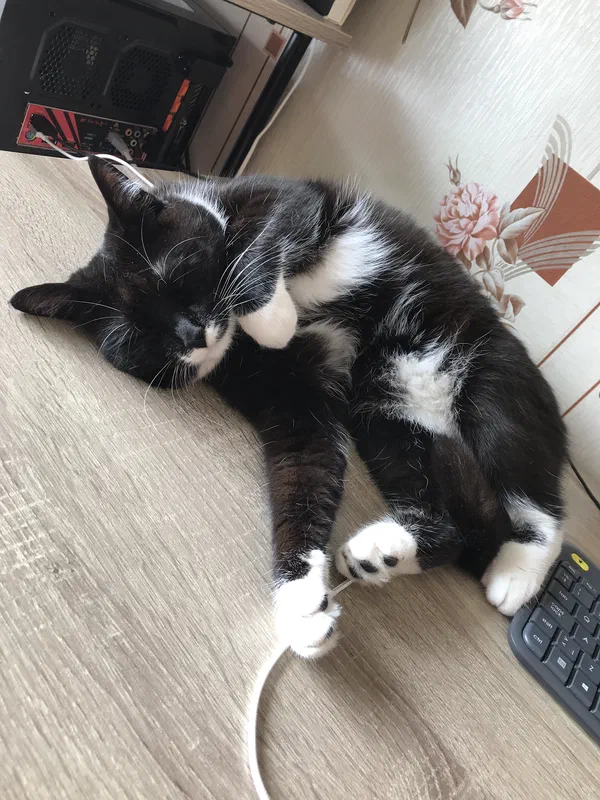 Cat picture of the day