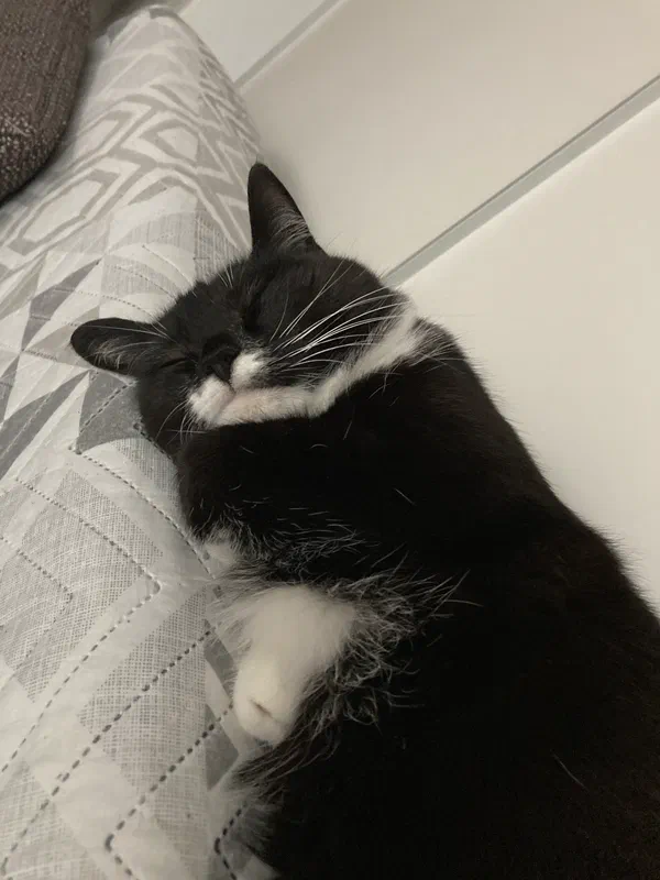 Cat picture of the day