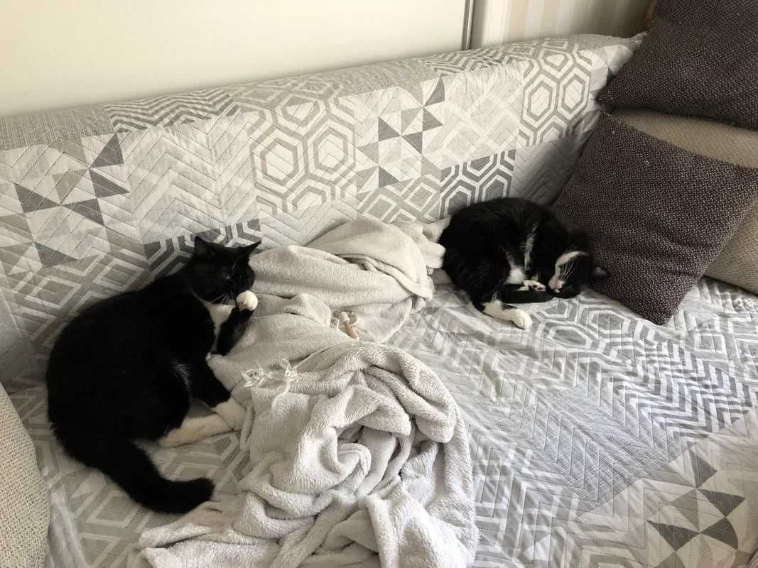 Cat picture of the day