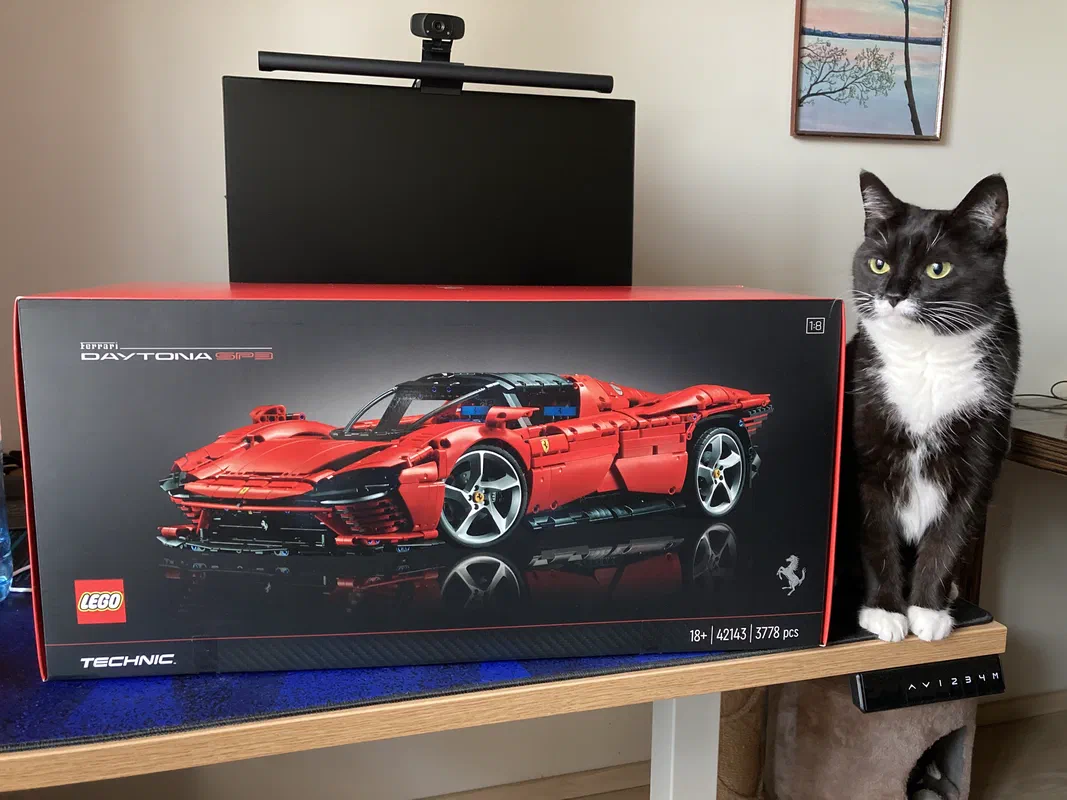 Cat picture of the day