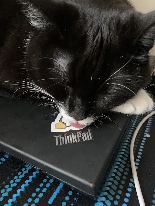 Cat picture of the day