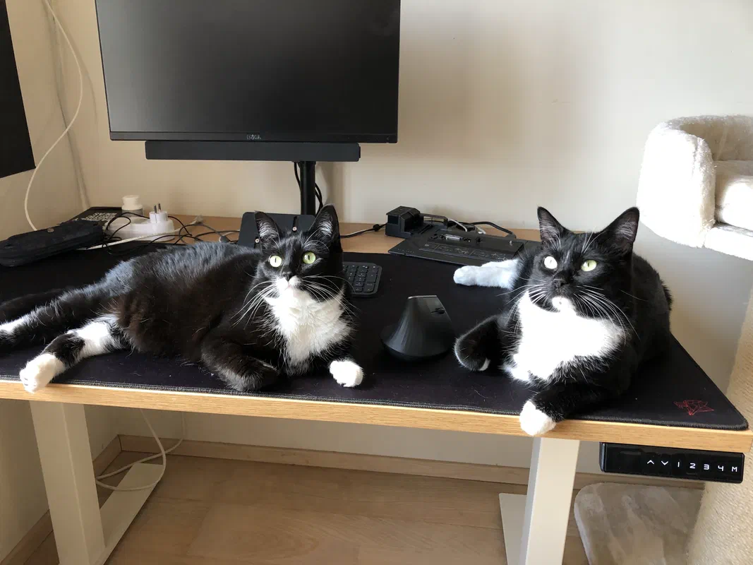 Cat picture of the day