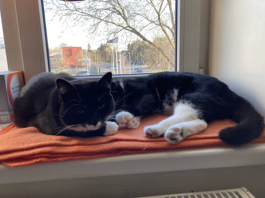 Cat picture of the day