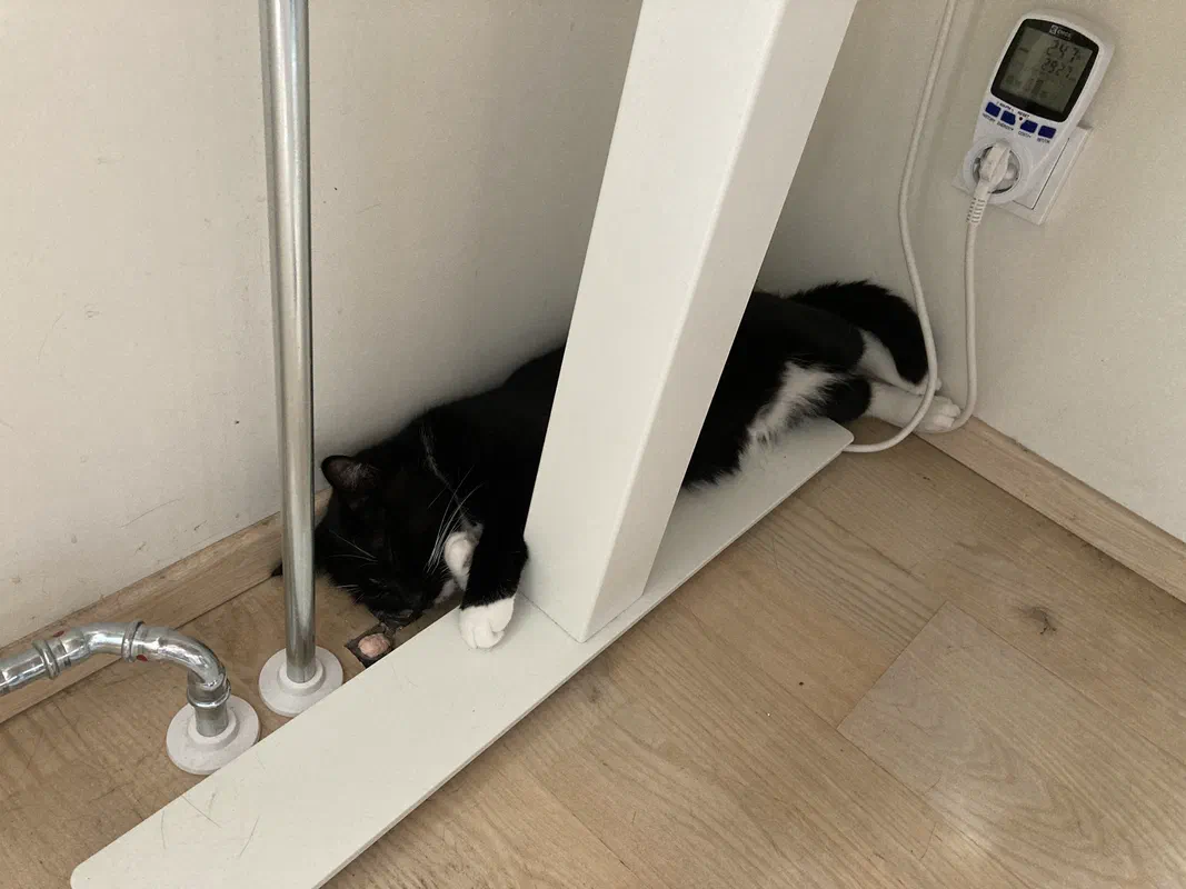 Cat picture of the day