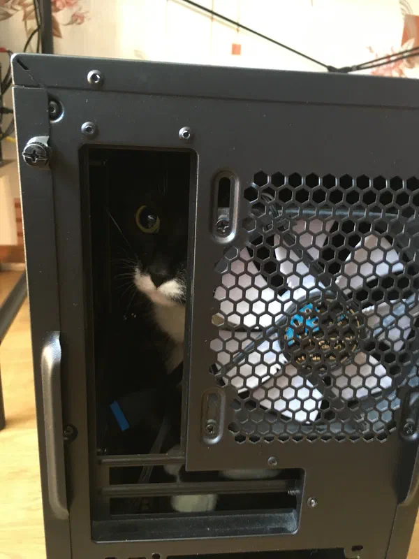 Cat picture of the day