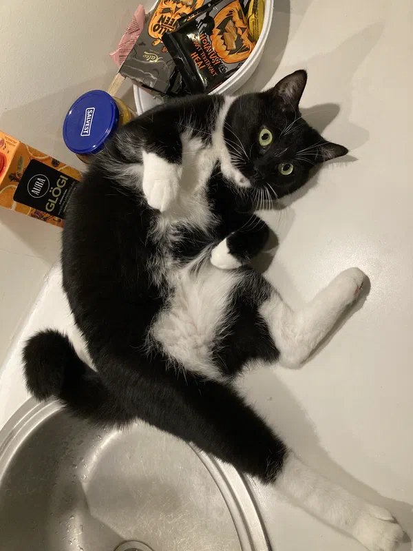 Cat picture of the day