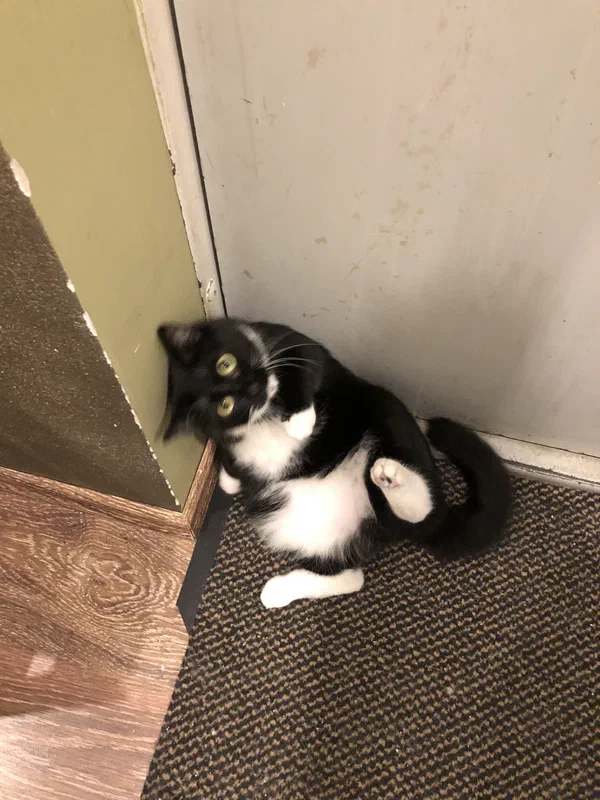 Cat picture of the day