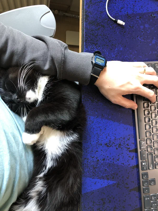 Cat picture of the day
