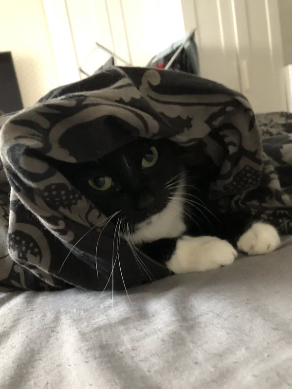 Cat picture of the day