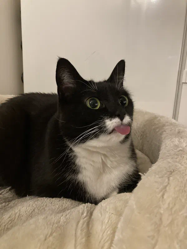 Cat picture of the day