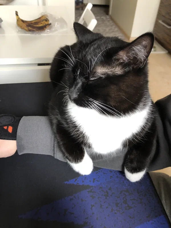 Cat picture of the day