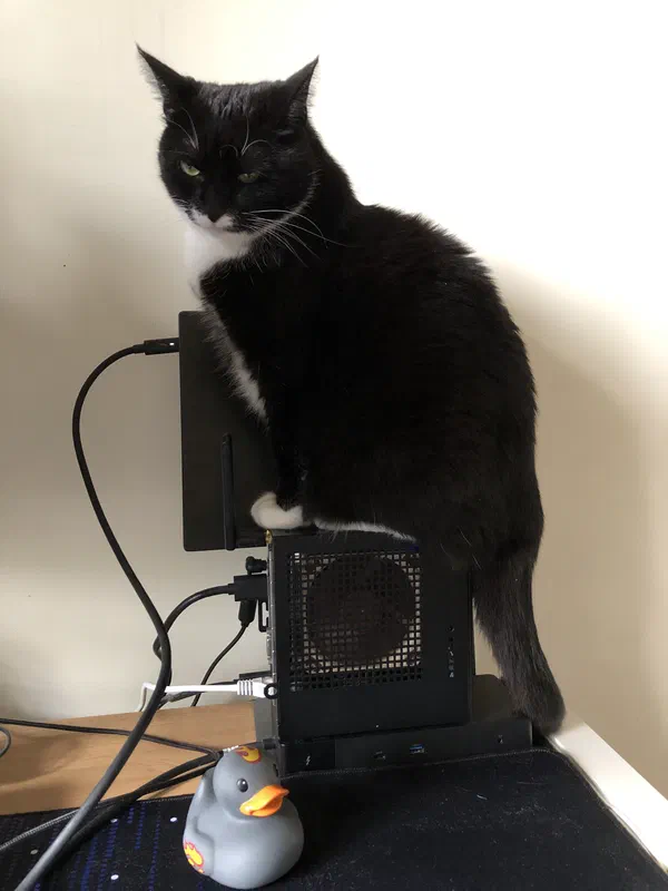 Cat picture of the day