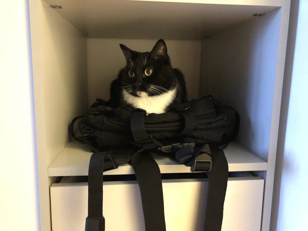 Cat picture of the day