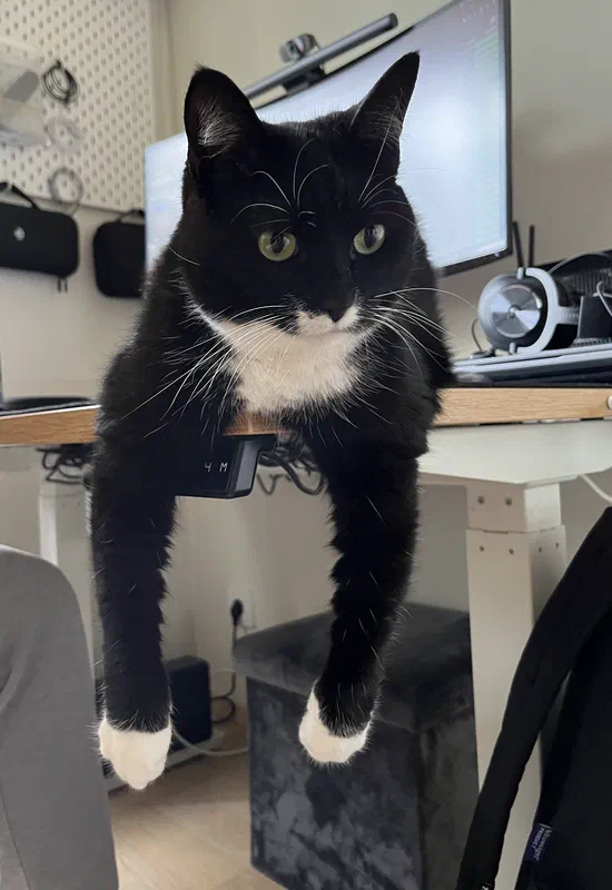 Cat picture of the day