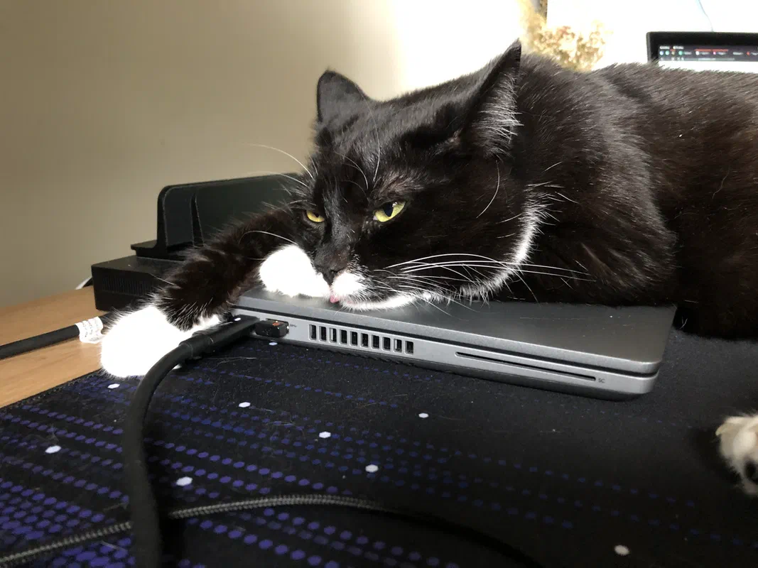 Cat picture of the day