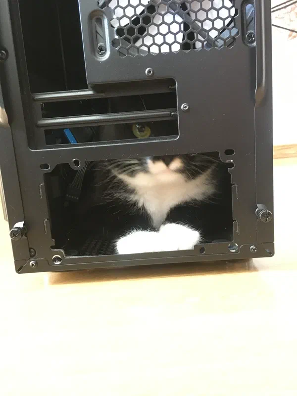 Cat picture of the day