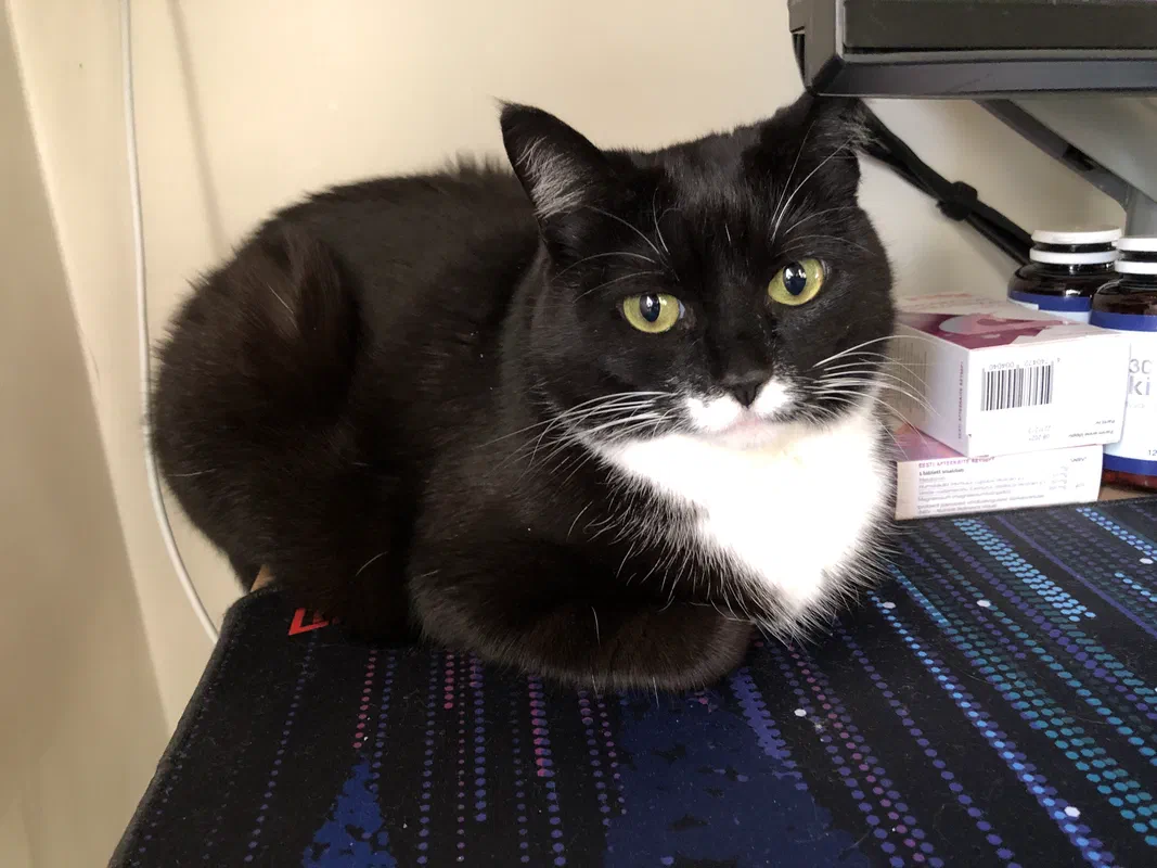 Cat picture of the day