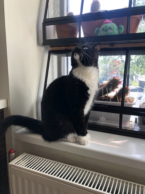 Cat picture of the day