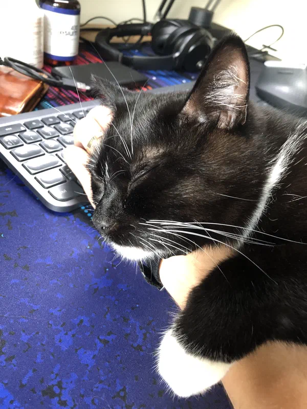 Cat picture of the day