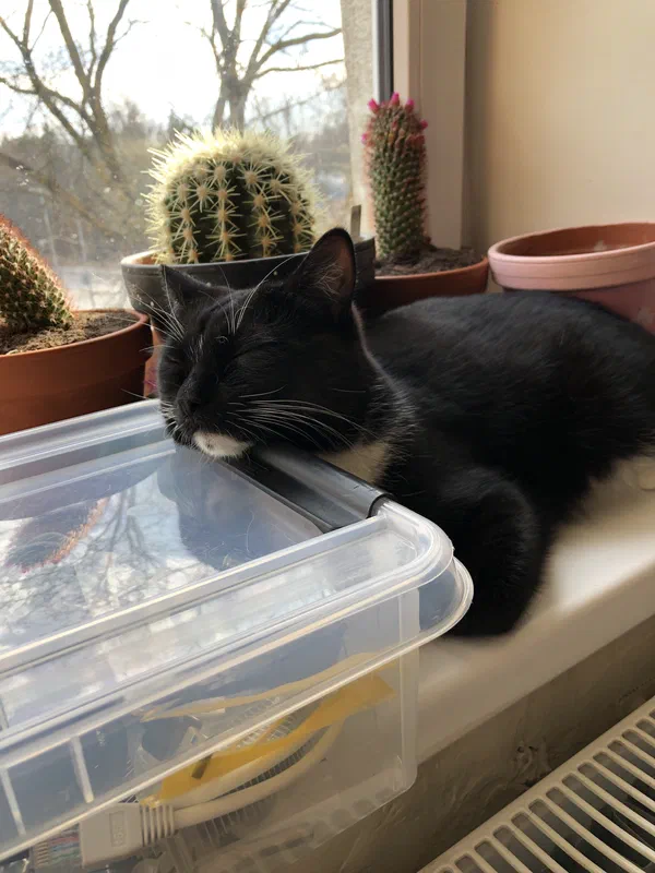 Cat picture of the day