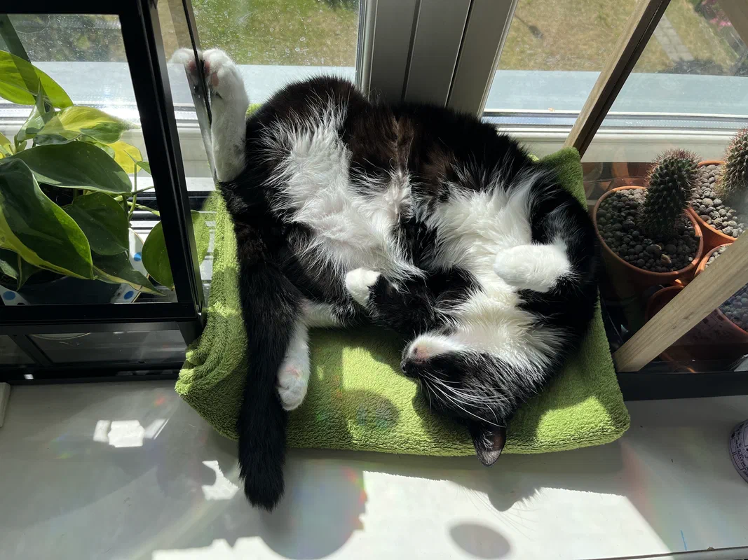 Cat picture of the day