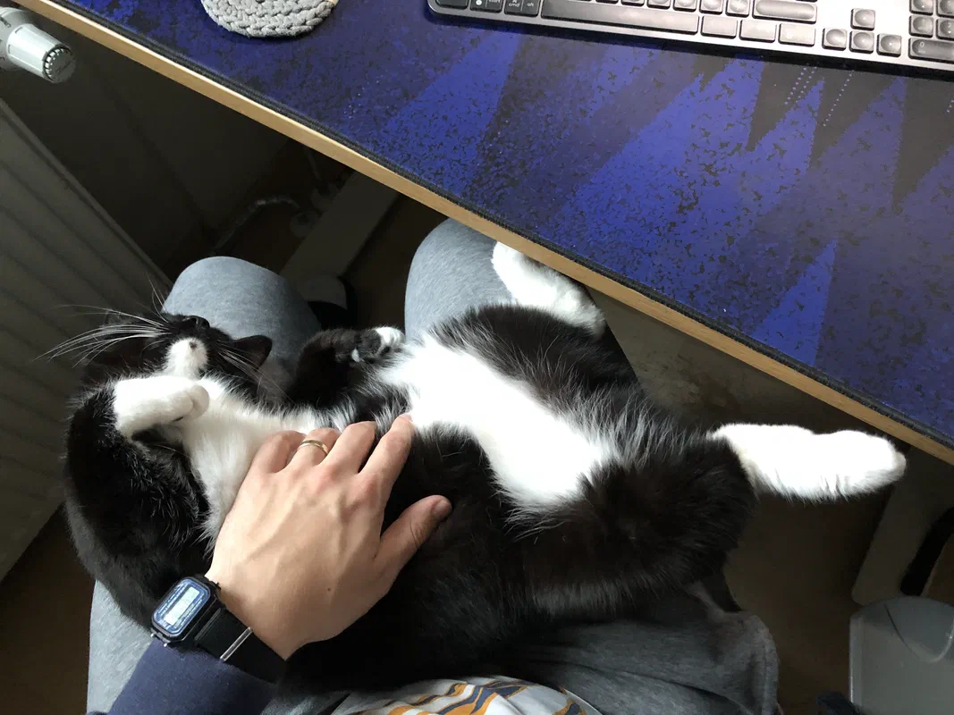 Cat picture of the day