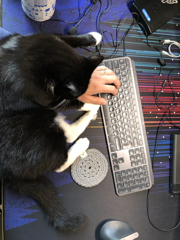 Cat picture of the day