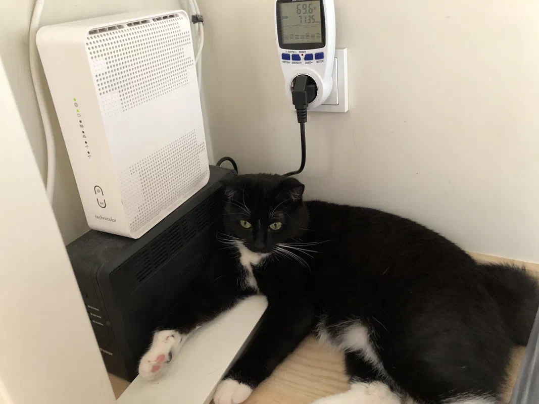 Cat picture of the day